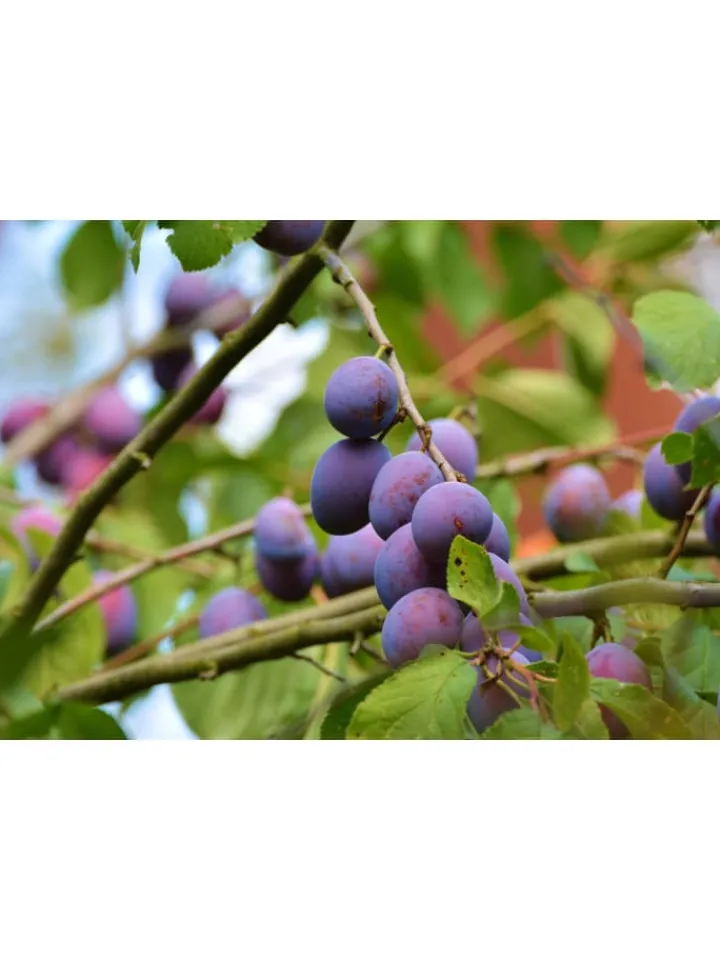GARDENZO Pflanzen & Zubehör<5er-Set: XXL Obstbäume in Bunt