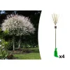 GARDENZO Pflanzen & Zubehör<4er-Set: XXL Salix Hakuro Nishiki in Rosa
