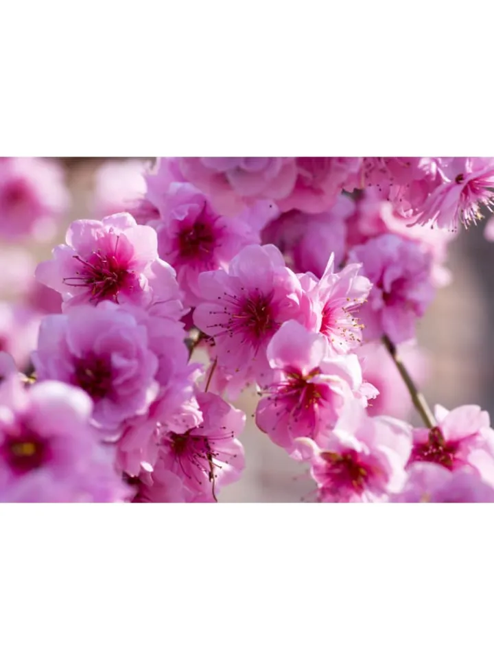 GARDENZO Pflanzen & Zubehör<2er-Set: XXL Ziermandelbaum in Rosa