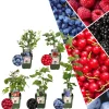 NatureNest Pflanzen & Zubehör<Frucht-Oase BIO-Obstpflanzen-Mix-Set mit 5 verschiedenen Sorten