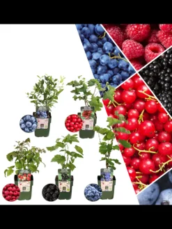 NatureNest Pflanzen & Zubehör<Frucht-Oase BIO-Obstpflanzen-Mix-Set mit 5 verschiedenen Sorten