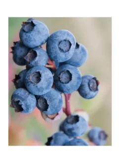 NatureNest Pflanzen & Zubehör<Frucht-Oase BIO-Obstpflanzen-Mix-Set mit 5 verschiedenen Sorten