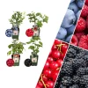 NatureNest Pflanzen & Zubehör<Fruchtparadies BIO-Obstpflanzen-Mix-Set mit 4 verschiedenen Sorten
