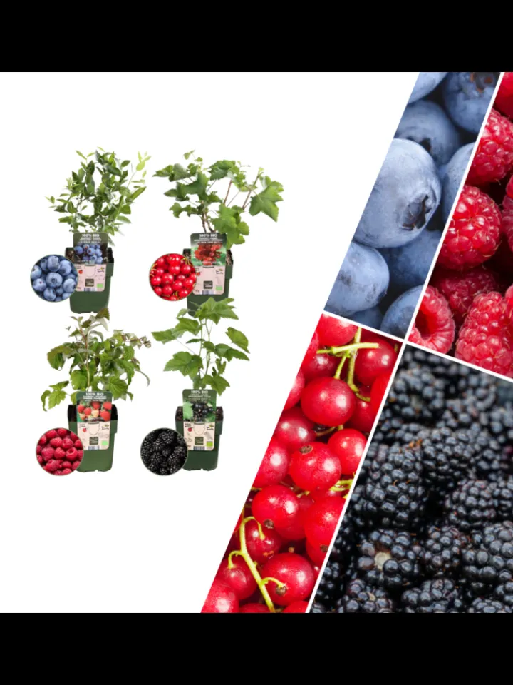 NatureNest Pflanzen & Zubehör<Fruchtparadies BIO-Obstpflanzen-Mix-Set mit 4 verschiedenen Sorten