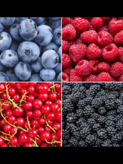 NatureNest Pflanzen & Zubehör<Fruchtparadies BIO-Obstpflanzen-Mix-Set mit 4 verschiedenen Sorten