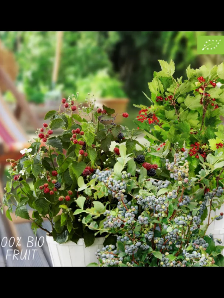 NatureNest Pflanzen & Zubehör<Fruchtparadies BIO-Obstpflanzen-Mix-Set mit 4 verschiedenen Sorten