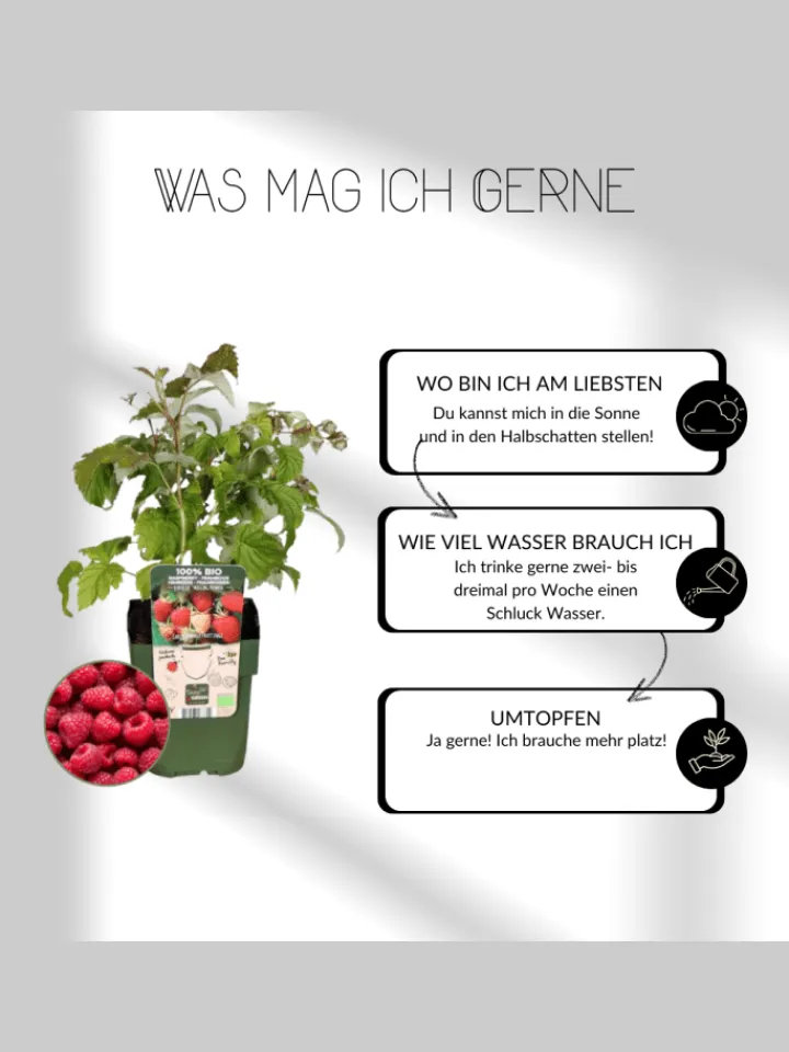 NatureNest Pflanzen & Zubehör<Fruchtparadies BIO-Obstpflanzen-Mix-Set mit 4 verschiedenen Sorten