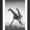 Ars Longa Wanddekoration<Gerahmter Kunstdruck "Running Giraffes" - (L)70 x (B)50 cm