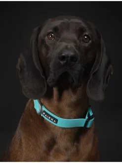 Paikka Hunde<Halsband "Glow" in Türkis