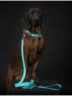 Paikka Hunde<Halsband "Glow" in Türkis