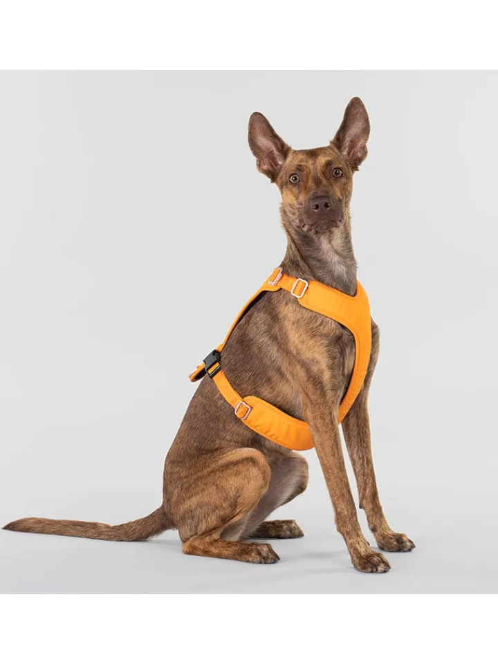 Paikka Hunde<Hundegeschirr in Orange