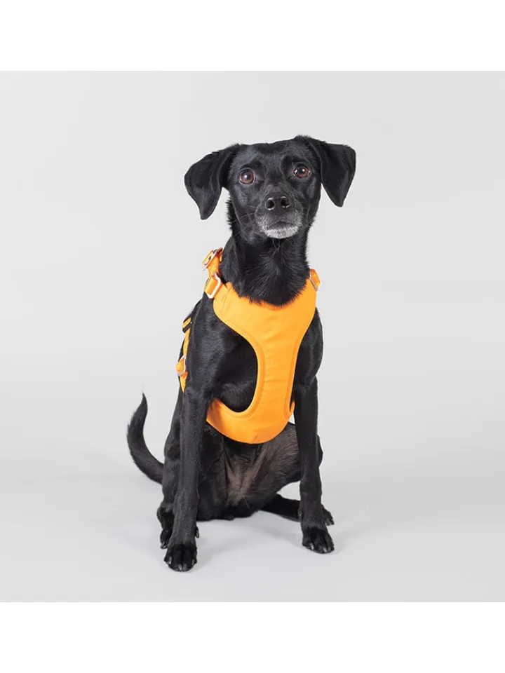 Paikka Hunde<Hundegeschirr in Orange