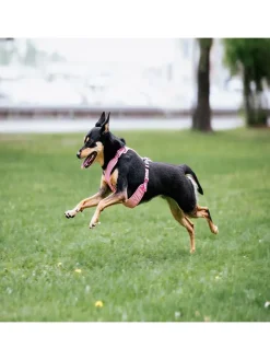 Paikka Hunde<Hundegeschirr in Rosa