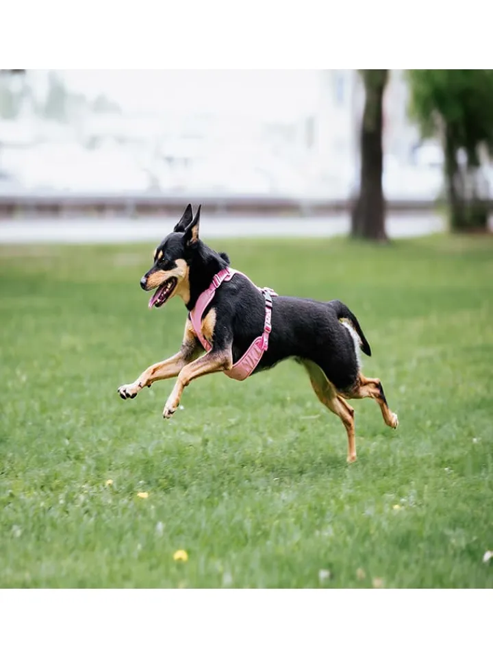 Paikka Hunde<Hundegeschirr in Rosa