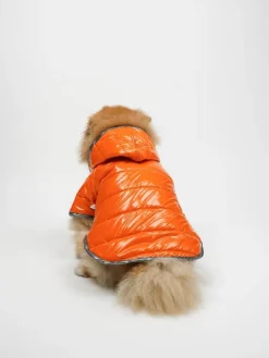 Paws&Whiskers Hunde<Hundehoodie in Orange
