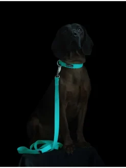 Paikka Hunde<Hundeleine "Glow" in Türkis