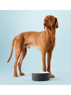 Paikka Hunde<Hundeschüssel "Cool Bowl" in Schwarz - Ø20 cm