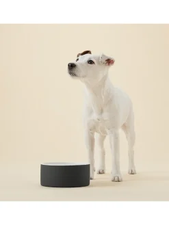 Paikka Hunde<Hundeschüssel "Cool Bowl" in Schwarz - Ø15,4 cm