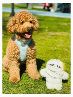 Paws&Whiskers Hunde<Hundespielzeug in Creme - (L)21 x (B)20 cm