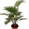 MeinVIPShop Pflanzen & Zubehör<Livistona Palme 90cm XXL