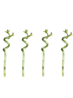 MeinVIPShop Pflanzen & Zubehör<Lucky Bamboo 50cm 4er spiral Bambus