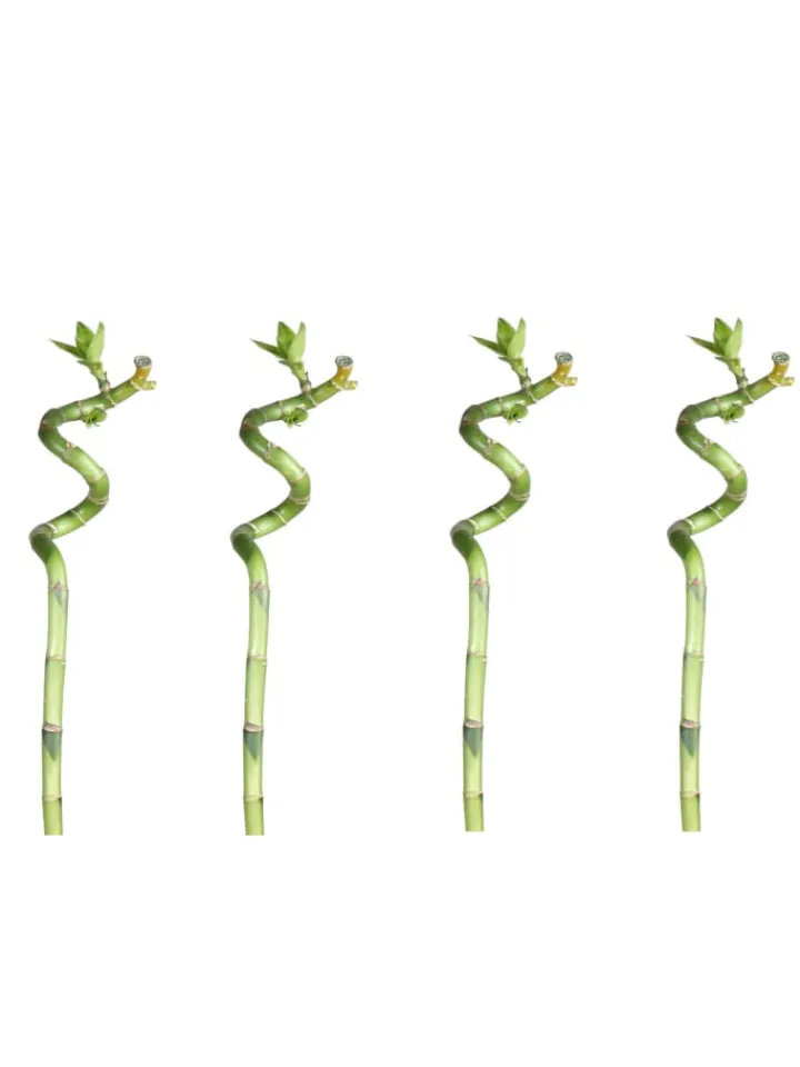 MeinVIPShop Pflanzen & Zubehör<Lucky Bamboo 50cm 4er spiral Bambus