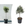 GARDENZO Pflanzen & Zubehör<Olivenbäume winterhart auf Stamm mittel