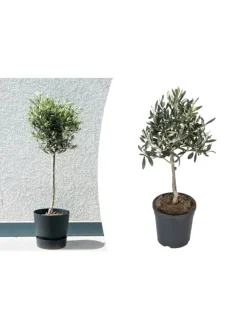 GARDENZO Pflanzen & Zubehör<Olivenbäume winterhart auf Stamm mittel