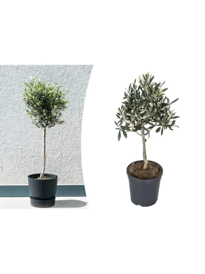 GARDENZO Pflanzen & Zubehör<Olivenbäume winterhart auf Stamm mittel