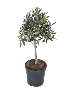GARDENZO Pflanzen & Zubehör<Olivenbäume winterhart auf Stamm mittel