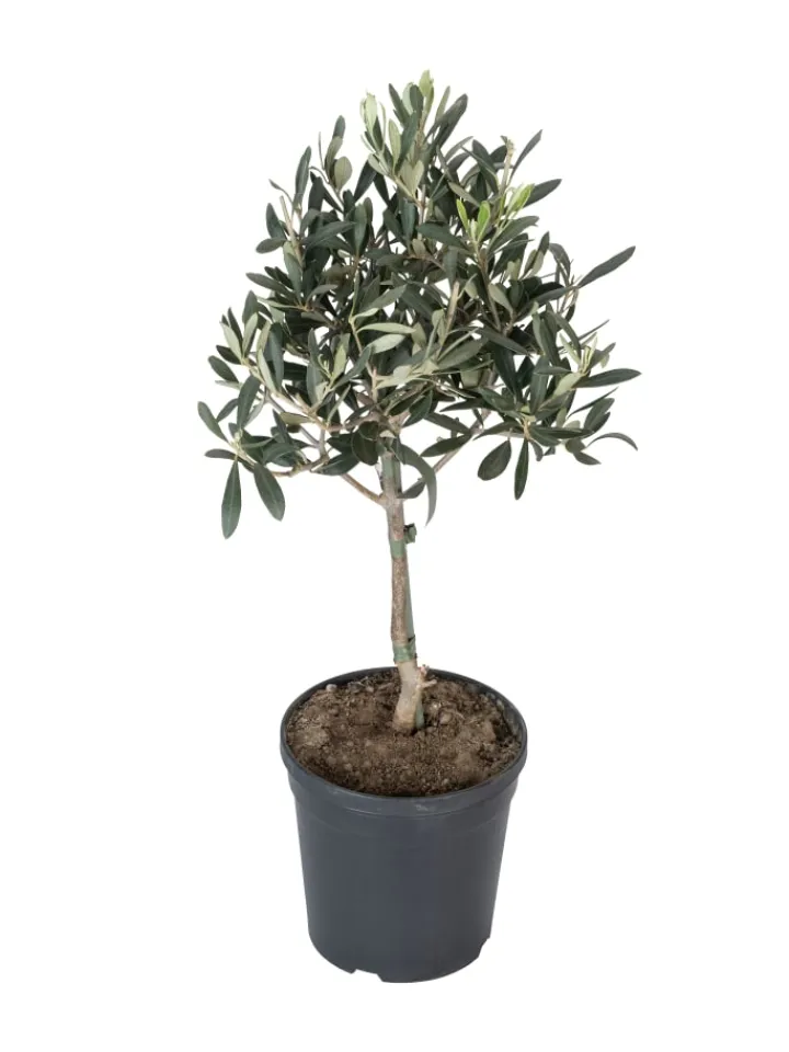 GARDENZO Pflanzen & Zubehör<Olivenbäume winterhart auf Stamm mittel