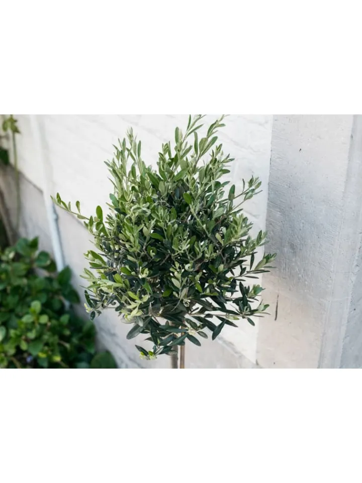 GARDENZO Pflanzen & Zubehör<Olivenbäume winterhart auf Stamm mittel