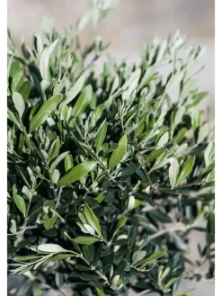 GARDENZO Pflanzen & Zubehör<Olivenbäume winterhart auf Stamm mittel