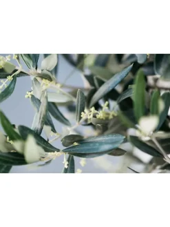 GARDENZO Pflanzen & Zubehör<Olivenbäume winterhart auf Stamm mittel