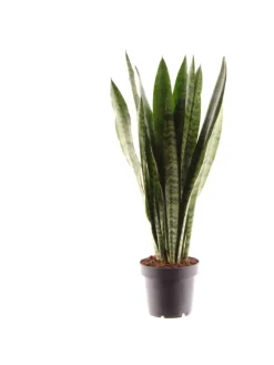 MeinVIPShop Pflanzen & Zubehör<Sansevieria zeylanica 45cm Zimmerpflanze