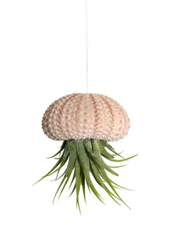 MeinVIPShop Pflanzen & Zubehör<Seeigelgehäuse rosa mit echter Tllandsia Kammi