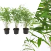 NatureNest Pflanzen & Zubehör<Set mit 3 Bambuspflanzen Fargesia Rufa