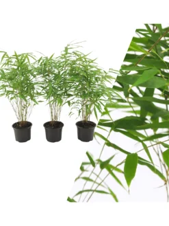 NatureNest Pflanzen & Zubehör<Set mit 3 Bambuspflanzen Fargesia Rufa
