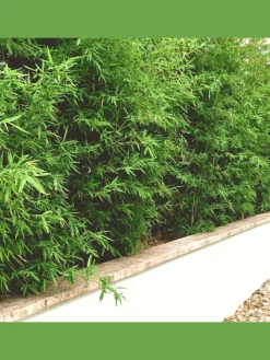 NatureNest Pflanzen & Zubehör<Set mit 3 Bambuspflanzen Fargesia Rufa