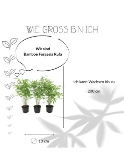 NatureNest Pflanzen & Zubehör<Set mit 3 Bambuspflanzen Fargesia Rufa