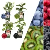 NatureNest Pflanzen & Zubehör<Sommerfrüchte BIO-Obstpflanzen-Mix-Set mit 4 verschiedenen Sorten
