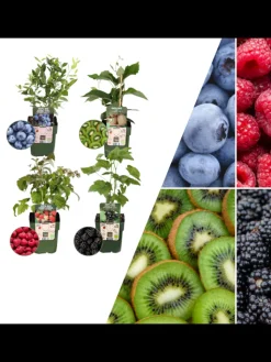 NatureNest Pflanzen & Zubehör<Sommerfrüchte BIO-Obstpflanzen-Mix-Set mit 4 verschiedenen Sorten