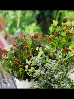 NatureNest Pflanzen & Zubehör<Sommerfrüchte BIO-Obstpflanzen-Mix-Set mit 4 verschiedenen Sorten