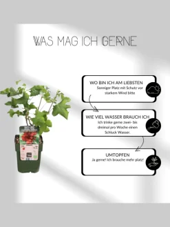NatureNest Pflanzen & Zubehör<Sommerfrüchte BIO-Obstpflanzen-Mix-Set mit 4 verschiedenen Sorten